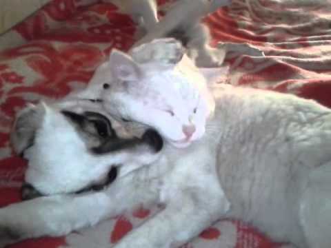 Финик и Панда 2