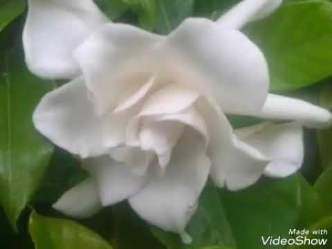 Jempiring Putih-Maskot Kota Denpasar