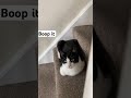 Jessie The Tuxedo Cat Loves Snoot Boops Boopmynose Catshorts Catlover Floofycat Tuxedocats Cat