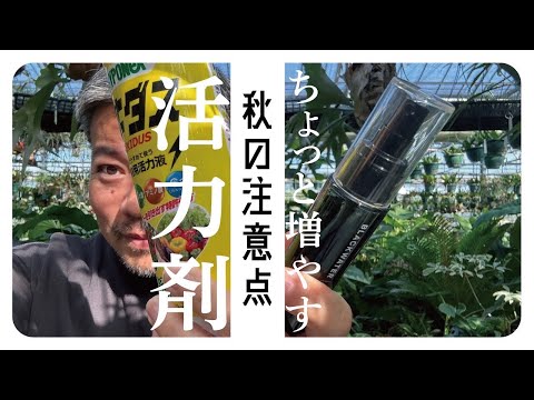 新しい研究:観葉植物は室内の空気をほとんど改善しない