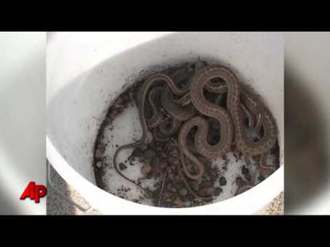 Idaho "Dream Home" Was Infested With Snakes