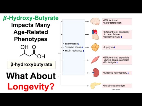 Beta-Hydroxy-Butyrate: A Key Player In Longevity?