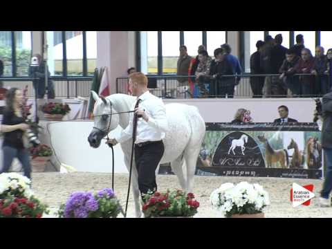 N.79 MIZAR DI LORIS - Milan 2016 - Mares 10+ years old (Class 9)