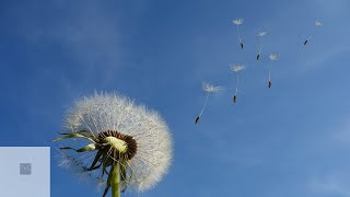 Healing music - Battle of the Awake - The rhythm of the ocean