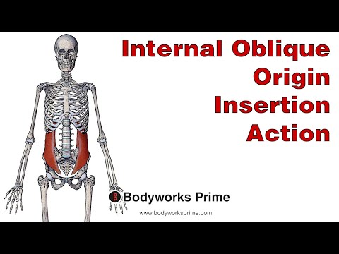 Internal Oblique Anatomy: Origin, Insertion & Action
