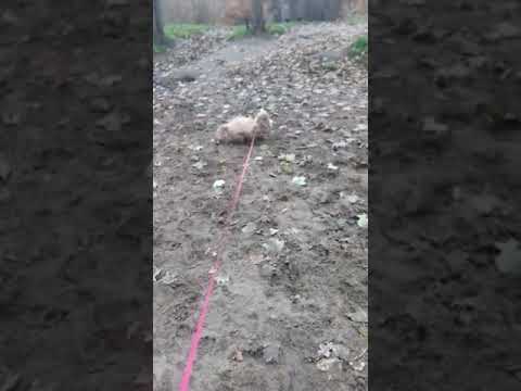 Batson's Happy Dogs video.