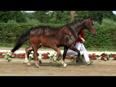 134 Samy de Luxe Hengst v. Serafino - De Niro