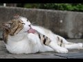 What Is Causing My Cat To Lick All Of The Hair Off Her Belly