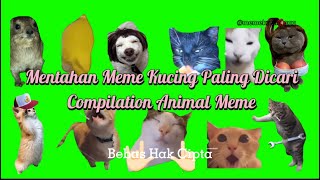 Download lagu Bebas Hak Cipta, Mentahan Meme Kucing Paling Dicari‼️ | Compilation Animal Meme 2025 Terbaru mp3