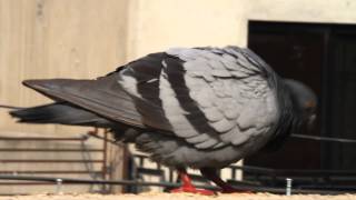 preview picture of video 'Feral pigeons eating food with water also called city doves 1 Feb 2015 Lahore Pakistan'