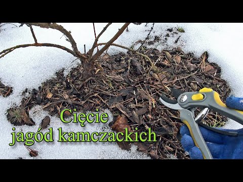 Cięcie jagód kamczackich - pierwsze