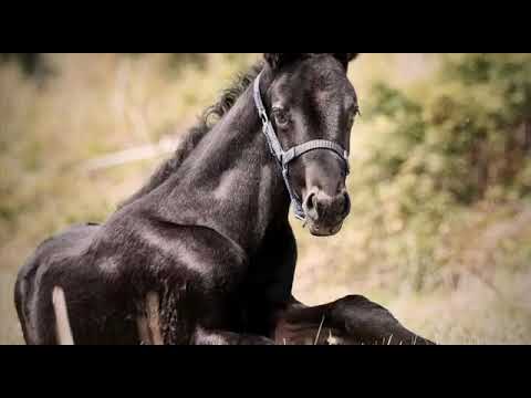 Hengstfohlen von secret Mai 2020