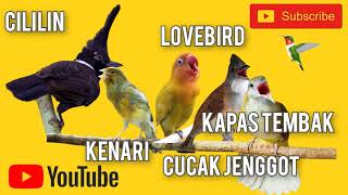 Download lagu Suara CILILIN KENARI LOVEBIRD CUCAK JENGGOT KAPAS ... mp3
