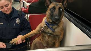 Don't Let These Serious Malinois Fool You, Look at This    🤣 Funny BELGIAN MALINOIS