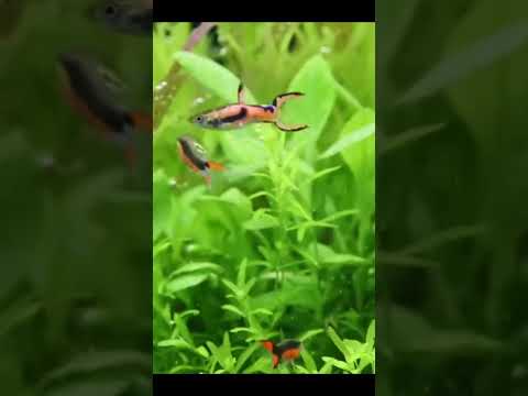 Die besten Ideen für die Bestückung von 10-5-Gallonen-Aquarien