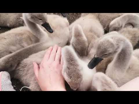 Petting Ridiculously Fluffy Swan Babies (Cygnets)