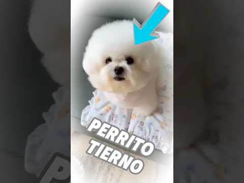 Este perro empieza su día como un rey 👑🐶 #shorts