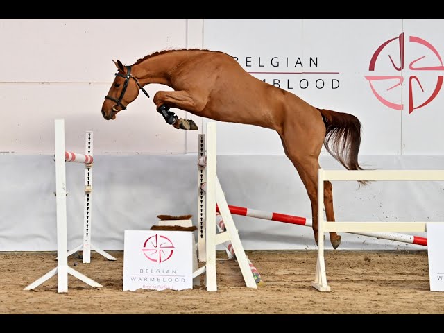 Santa Fee vd Molendreef