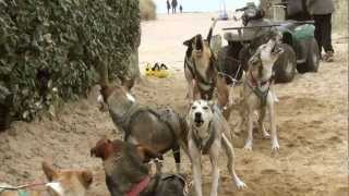 preview picture of video 'Fromentine - Sports d'hiver à la mer - Chiens de traineau - LiveAndFilm'