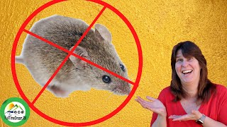 How To Get Rid Of Mice/ Keep Mice Out Of Camper/ 5 Ways To Get Rid Of Mice/ Full Time RV Life