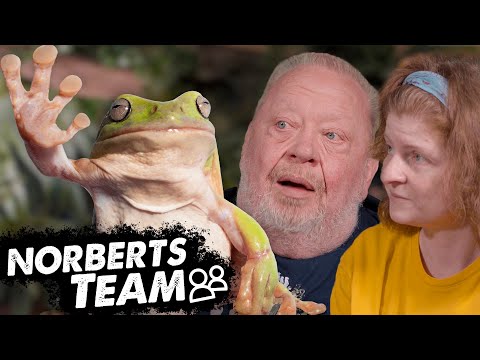 KORALLENFINGERLAUBFROSCH | NORBERTS TEAM | Zoo Zajac