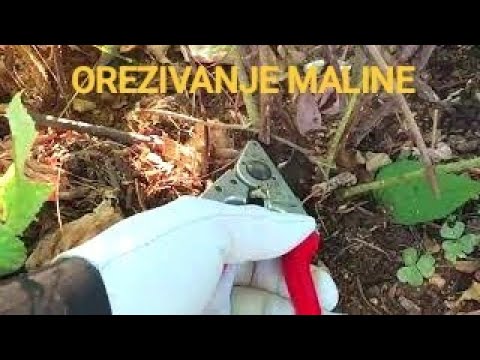 Kada i kako pravilno orezati maline?