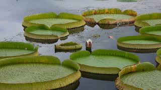 Flowers blooming at night 夜に咲く花【4K/30fps】-2024/8/12-