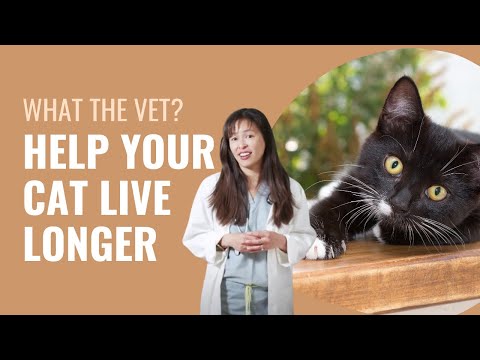 How to Help Your Cat Live Longer - Dr. Justine Lee