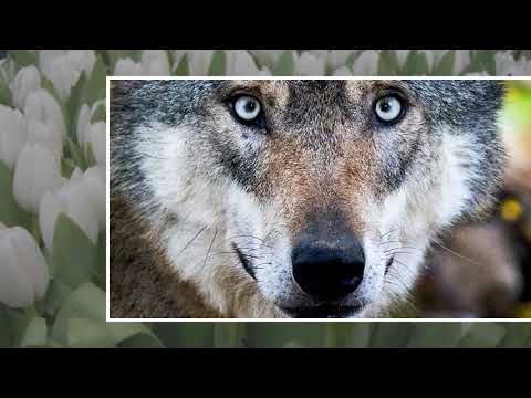 Schießen oder schützen?: Wenn Wölfe zu "Problemwölfen" werden - n-tv.de