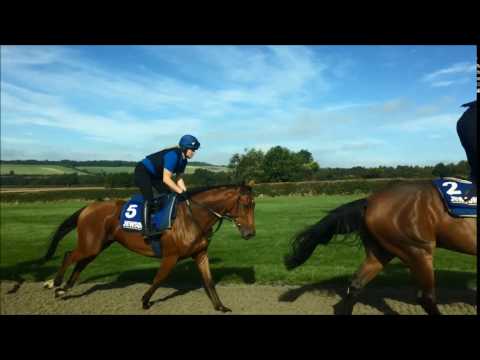 On the gallops with 2016 Cheltenham Festival winner Minella Rocco