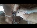 Bluebull calf drinking cow milk