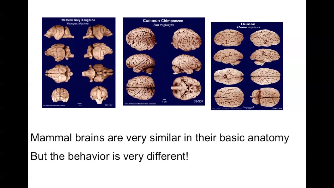 Cognition Exam 1 Review