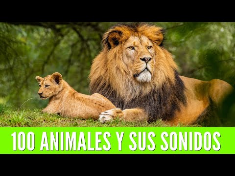 100 ANIMALS FOR CHILDREN. Learn the names of animals and their sounds🦁🐯🐨