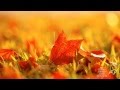 ERNESTO CORTAZAR- Leaves in the wind 