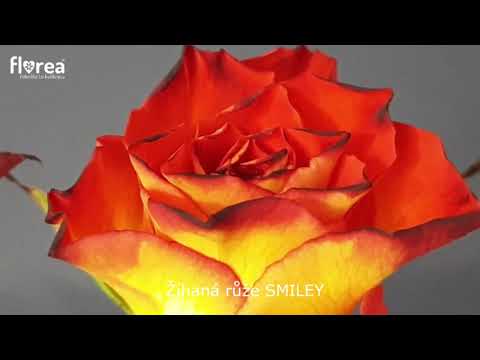 Žíhaná růže SMILEY
