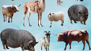 Download Lagu Wild Animal Sounds In Nature Cat, Panda, Monkey, Sheep, Bat, Chicken, Turtle, Goose, Pig, Goat, Cow Thumbnail
