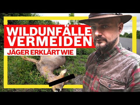 Wildunfälle vorhersagen & vermeiden - Jäger erklärt wie