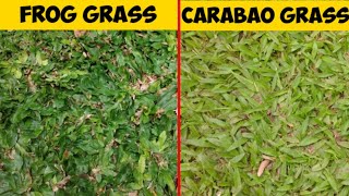 Frog grass vs carabao grass