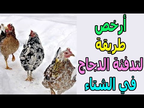 , title : 'تدفئة الدجاج في الشتاء أسهل طريقة هتخلي الدجاج دافئ طول الشتاء عن تجربة وخبرة وهتبعد عن أمراض الشتاء'