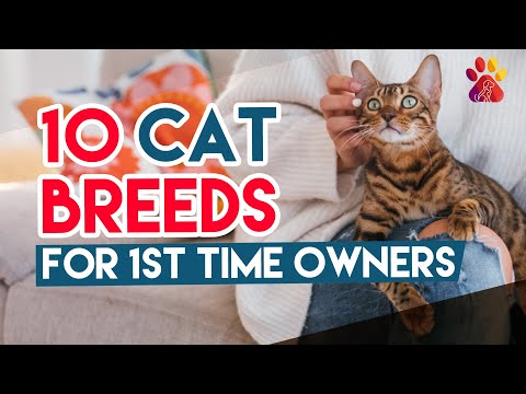 10 Best Cat Breeds For First Time Owners