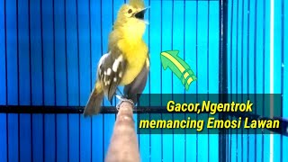 Download lagu Apapun jenis Sirtumu,pasti akan langsung ikut ngamuk dengar gacornya sirtu ini. mp3