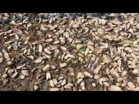 Chuck & Lynell Matsen's beach