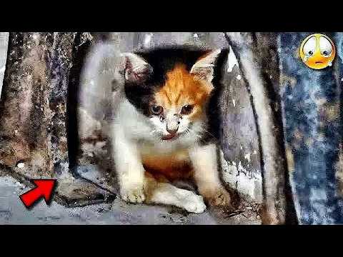 Kätzchen verlor ein Bein und lag da, litt unter Schmerzen, winselte und hoffte, gerettet zu werden.