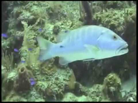 Gabrix -Praising the sea