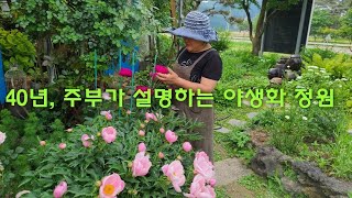 40년 키운 경험으로 설명하는 주부의 수백가지 야생화 정원(화니핀 야생화)