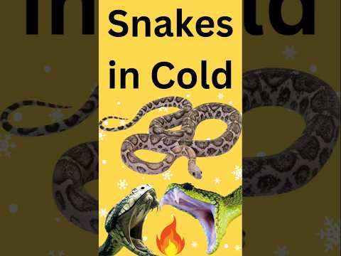 What Does a Snake Do When It's Cold #Snakes #Hibernation