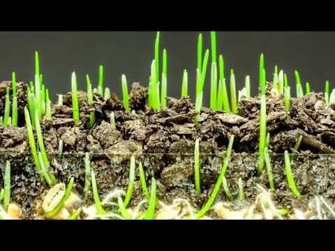 Morning Music, Relaxing Music for Positive Energy, Timelapse of Plants Growing