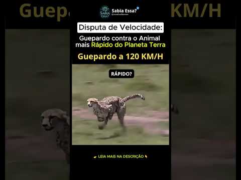 O GUEPARDO É LENTO?! Veja o Animal Mais Rápido do MUNDO!