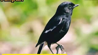 Download lagu SUARA PIKAT DECU KEMBANG MP3 TERBARU | A&R KICAU mp3