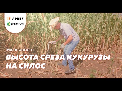 Влияние высоты среза кукурузы на питательность силоса — эксперимент